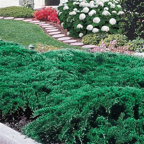 Blue Rug Juniper: Ground-Covering Shrubs from Gurney's