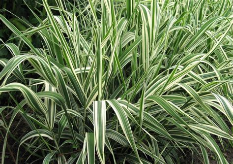 Ornamental grass | Ornamental grasses, Perennial grasses, Grasses landscaping