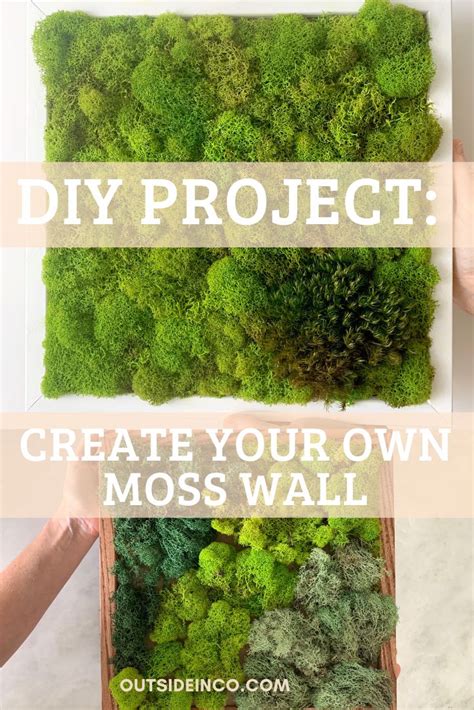 How to Create a DIY Moss Wall | Moss wall, Moss garden, Moss plant