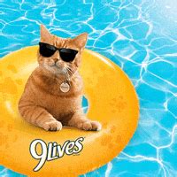 Swimming Cat GIFs - Find & Share on GIPHY