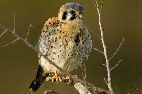 3 Falcons in Massachusetts (with Photos) - Bird Feeder Hub