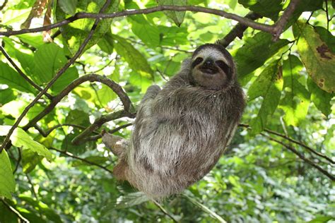 Free Sloth, Panama Stock Photo - FreeImages.com