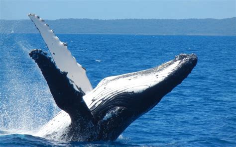 Whale Watching & Fraser Island | Burrum Sands