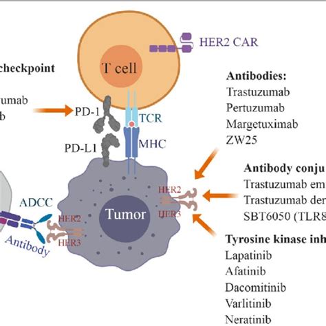 Landmark clinical trials of HER2-positive gastric cancer | Download Scientific Diagram