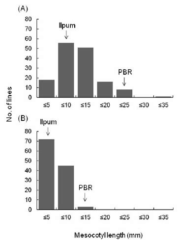 Distribution of mesocotyl length of the 150 F 7 lines (A) | Download ...