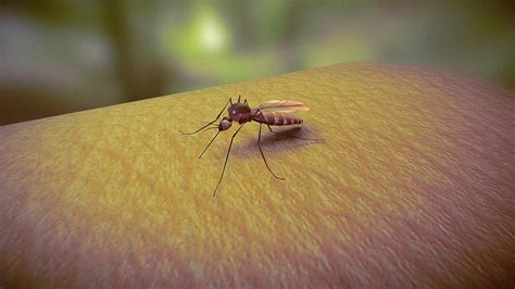 Mosquito | Vector of Disease - 3D model by Shlomo Sam Spaeth (@SamSpaeth) [c09c276] - Sketchfab