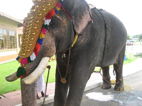 Kerala Scenery Photos – Kerala Elephants Photos | Kerala Pictures Gallery