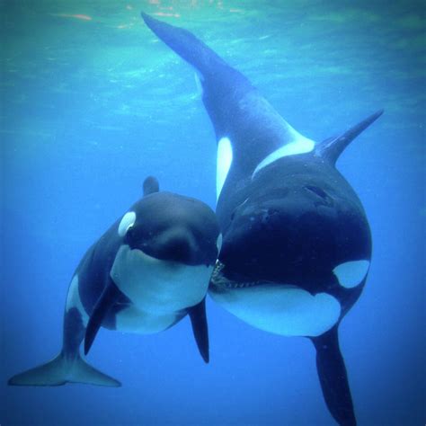 Killer Whale Calf