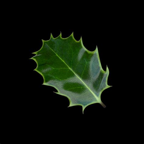 3d holly leaf