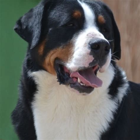 Greater Swiss Mountain Dog Breeders and Dogs For Slae in OKlahoma ...