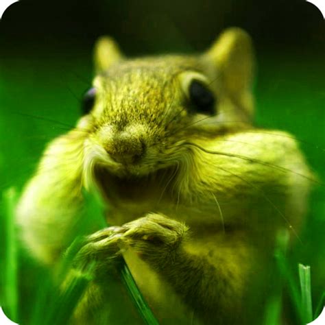 Talking Chipmunk Voice Changer - App on Amazon Appstore