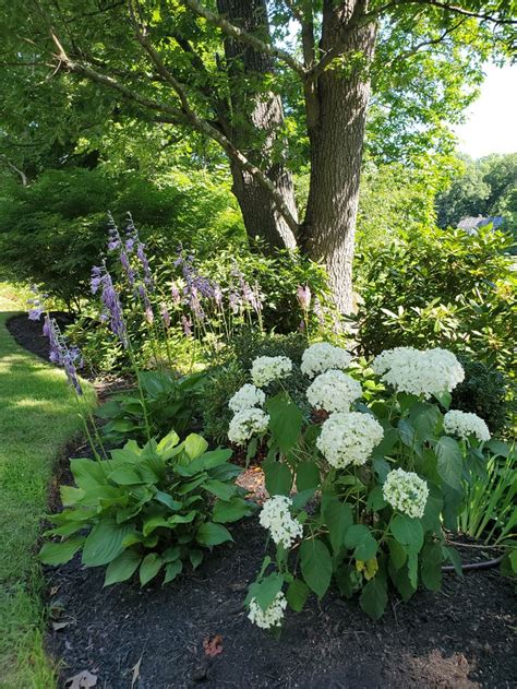 Annabelle Hydrangea & Hosta | Annabelle hydrangea, Hydrangea arborescens, Shade garden