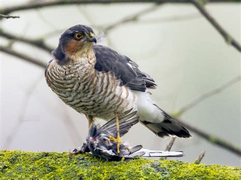 Eurasian Sparrowhawk