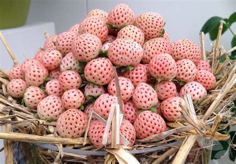 White Carolina Pineberry Plants - NoveltyStreet