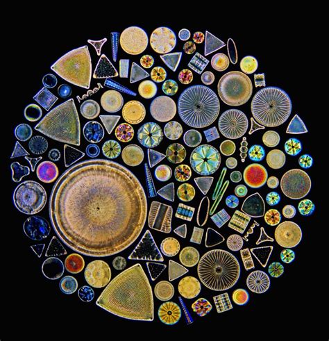 microscopic view of diatoms - Google Search in 2020 | Microscopic photography, Diatom, Micro ...