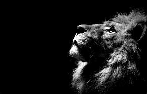 🔥 [52+] Lion Desktop Wallpapers | WallpaperSafari