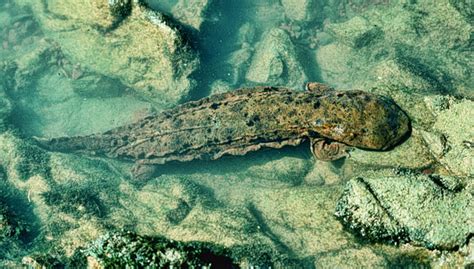 Ozark Hellbender (Cryptobranchus alleganiesis bishop) - Encyclopedia of ...