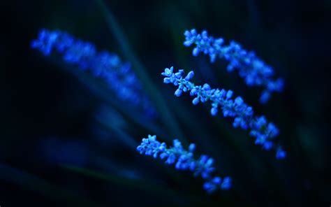 Dark Blue Flowers wallpaper | 2560x1600 | #78217