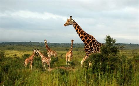 2 Days Murchison Falls Safari - Rhino tracking, Game Drive and Boat Trip