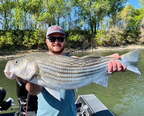 Sacramento River - Lower Fish Report - Sacramento River - Lower - Colusa Striped bass fishing ...