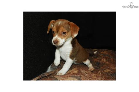 Meet Kelly Ann a cute Beagle puppy for sale for $650. Red Female Beagle ...