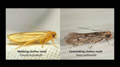 Prevent and Kill Moths in Your Persian Rugs - Behnam Rugs