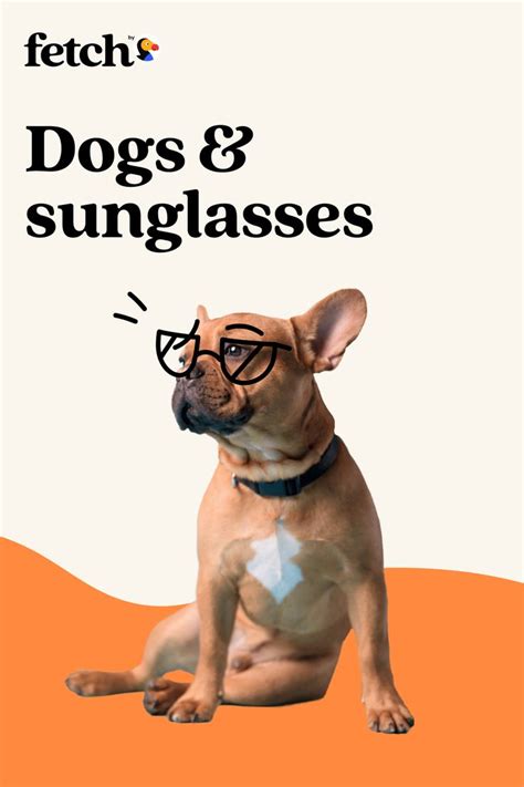 Should your dog wear sunglasses? | Dogs, Pet advertising, Pets