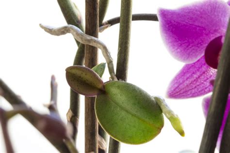 4 Easy Ways to Propagate Your Orchid - Backyard Boss