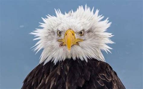 Bald Eagle Having A Bad Hair Day funny, #birds | Bald eagle, Animals ...