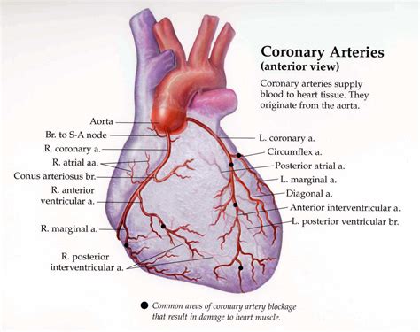 Coronary arteries anatomy