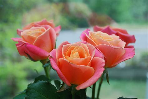 Year of the Rose: Best Types of Roses | Old Farmer's Almanac