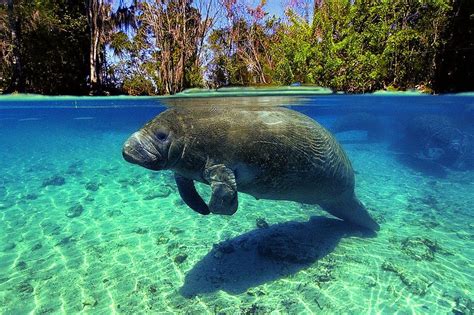 Above and Below the Water | Manatee, Sea mammal, Animals