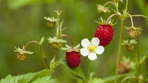 13 Strawberry Varieties You Might Not Be Aware Of