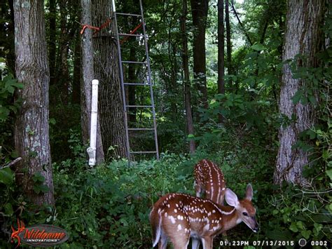 5 Wildgame Innovations Trail Cameras You Might Be Hardly Disappointed