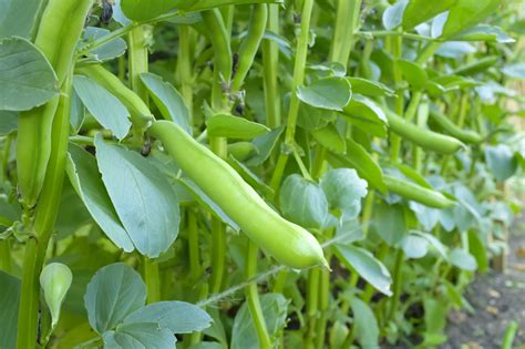 Sow Your Own - Broad Beans - Cultivation Street