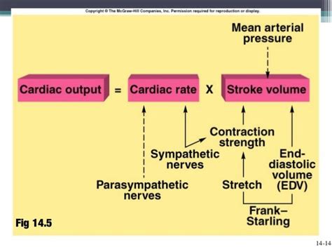 Cardiac output, blood flow, and blood pressure