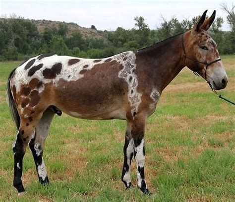 spotted mule | Unusual horse, Horses, Pretty horses