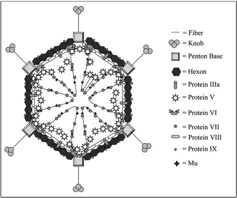 Adenovirus structure. The viral particle is icosahedral in shape and is... | Download Scientific ...