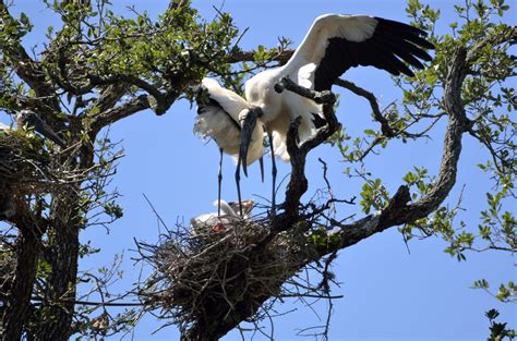 Wood Storks Nesting Free Stock Photo - Public Domain Pictures