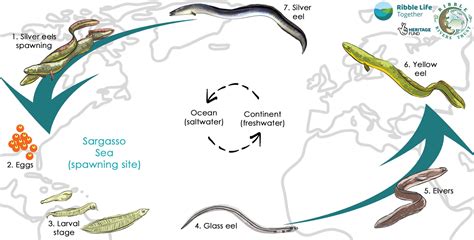 Eel lifecycle – Ribble Life Together