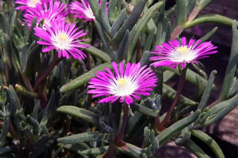 Delosperma (Ice Plant) – A to Z Flowers