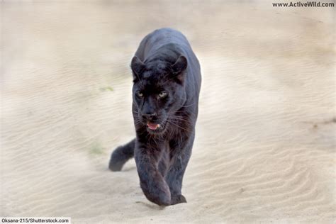 Melanistic Animals Pictures & Facts, What Is Melanism In Animals?