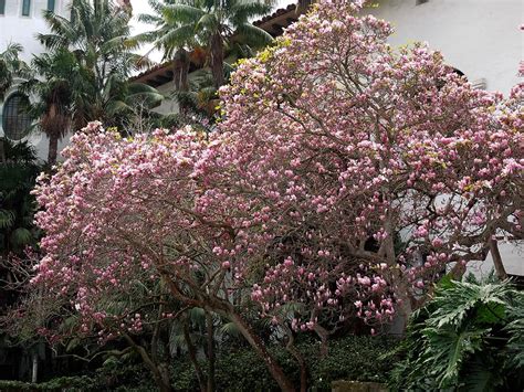 Saucer Magnolia – Santa Barbara Beautiful