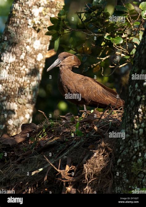 Hamerkop nest hi-res stock photography and images - Alamy