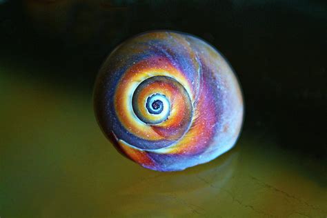 Rainbow Snail Shell Photograph by Linda Sannuti - Fine Art America