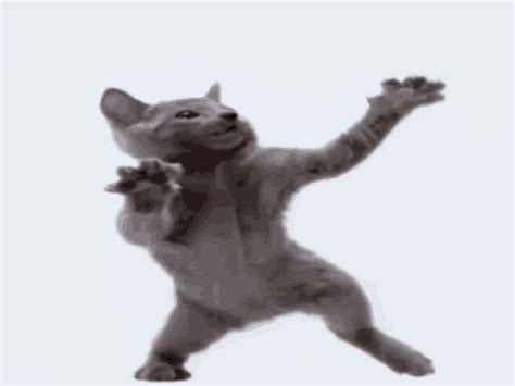 Cat Dance GIF - Cat Dance Funny - Discover & Share GIFs