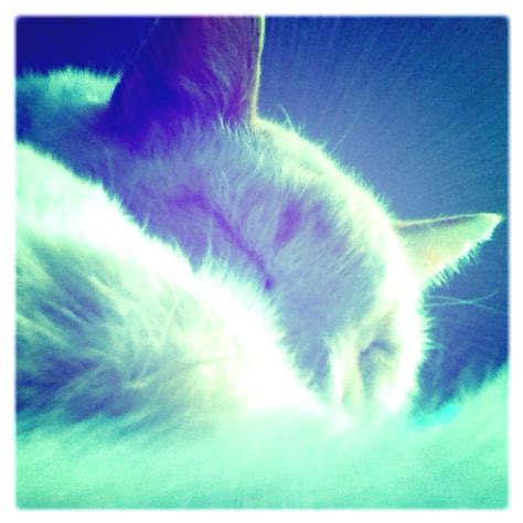 warm kitty, sleepy kitty, purr, purr, purr.