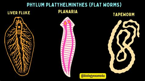 Phylum Platyhelminthes : General Characters with Examples | Flat worms ...