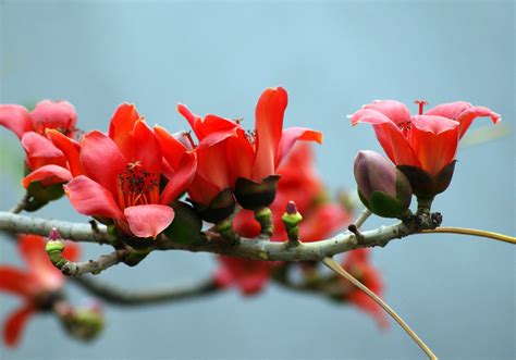 木棉花壁纸,木棉花,式小清新手机壁纸_大山谷图库