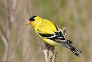 The Goldfinch Nest: American Goldfinch Nesting Habits - Daily Birder